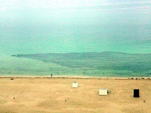 The Great Sardine Migration - Miami Beach