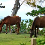 The W Retreat & Spa - Vieques