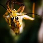 The Rebellious Grasshopper by Richard Thripp - thripp.com